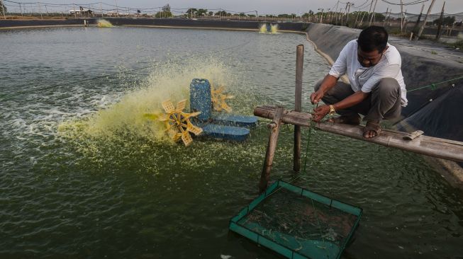 Pekerja memeriksa udang vaname berumur 50 hari di Binuangeun, Lebak, Banten, Sabtu (29/1/2022). ANTARA FOTO/Muhammad Bagus Khoirunas
