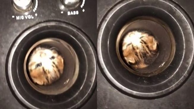 Cowok Jengkel Kucing Peliharaan Masuk Speaker Tak Bisa Keluar, Warganet: Cari Live Musik