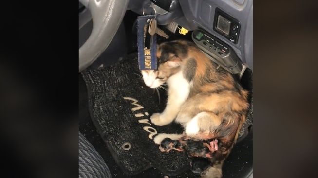 Kucing melahirkan di dalam kabin ruang kemudi mobil (TikTok)