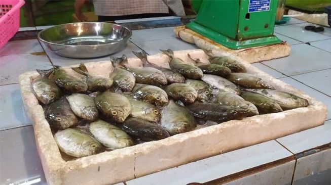 Ikan Dingkis Belakangpadang Batam Laris Manis di Singapura, Harganya Fantastis!