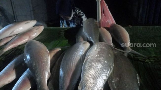 Pedagang musiman ikan bandeng jelang Imlek di kawasan Rawa Belong, Jakarta Barat. [Suara.com/Muhammad Jehan Nurhakim]