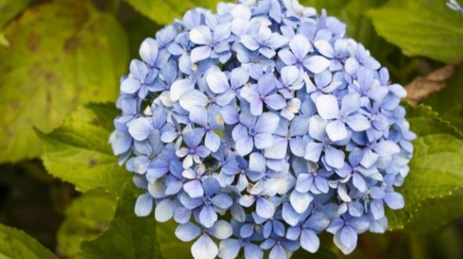 Hydrangea, tanaman yang dipercaya membawa keberuntungan (Freepik)