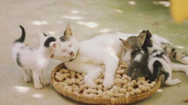 Tips Merawat Anak Kucing dan Induk Pasca Melahirkan, Berikan Mereka Kehangatan dan Kenyamanan