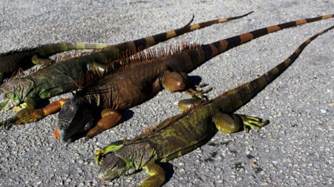 Cuaca Ekstrem Landa Florida Amerika, Suhu Dingin Bikin Iguana Membeku Berjatuhan dari Pohon