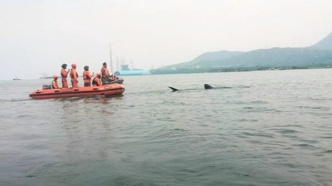 Penampakan Hiu Tutul di Pesisir PLTU Paiton Probolinggo, SAR Giring Kembali ke Lautan