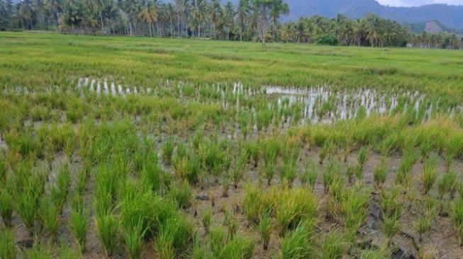Petani di Pohuwatu Terancam Gagal Panen Gegara Limbah Tambang Emas: Kami Takut Lahan Tidak Bisa Ditanami Lagi