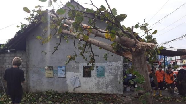 Sejumlah relawan dan petugas BPBD Kota Yogyakarta mengevakuasi pohon tumbang yang terjadi di wilayah Kota Jogja usai hujan deras dan angin kencang, Rabu (2/2/2022) - (SuaraJogja.id/Muhammad Ilham Baktora)