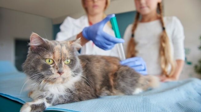 Berbagai Jenis Vaksin Kucing untuk Melindungi Anabul dari Penyakit Berbahaya, Bisa Mencegah Infeksi Virus Mematikan
