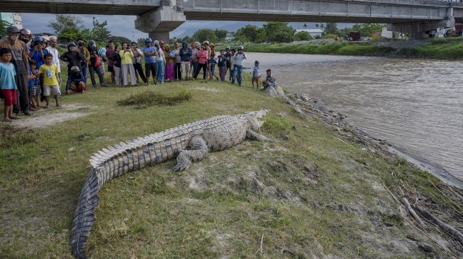 Sejumlah warga menyaksikan seekor buaya liar berukuran sekitar empat meter yang berjemur di pinggir Sungai Palu, Palu, Sulawesi Tengah, Kamis (3/2/2022).  ANTARA FOTO/Basri Marzuki
