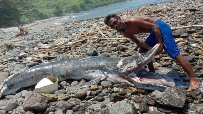 Paus Nyaris 2 Meter Terdampar di Pantai Sekotong, Saat Ditemukan Ada Bekas Luka