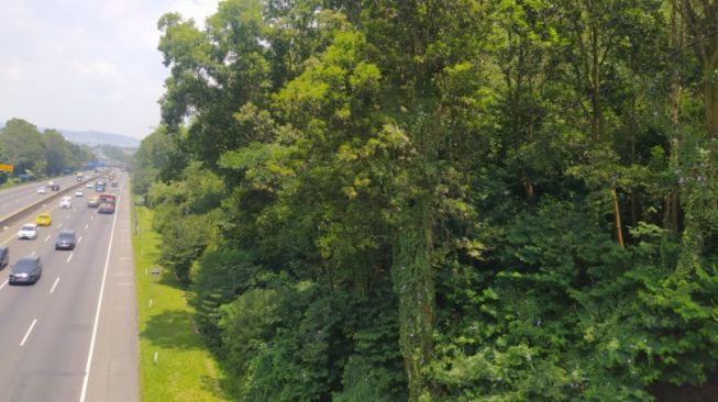 Pohon besar di pinggir Jalan Soekarno di Kelurahan Cibeber, Kecamatan Cimahi Selatan, Kota Cimahi yang dipercaya warga dijaga oleh sosok macan putih. [Suara.com/Ferrye Bangkit Rizki]