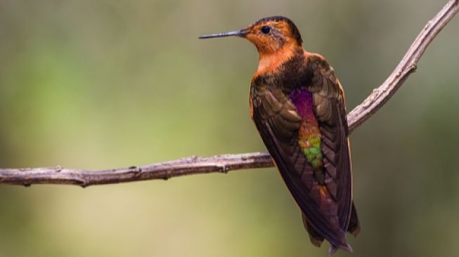 Ilustrasi burung, organ peredaran darah pada burung dan fungsinya (Pixabay)