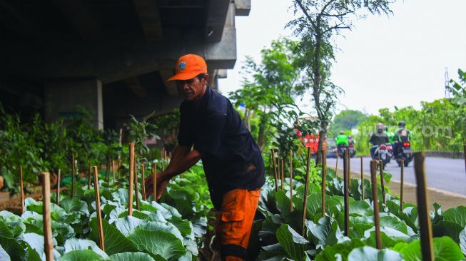 Petugas mengecek tanaman di kolong Tol Becakayu,Jakarta, Jumat (4/2/2022). [Suara.com/Septian]
