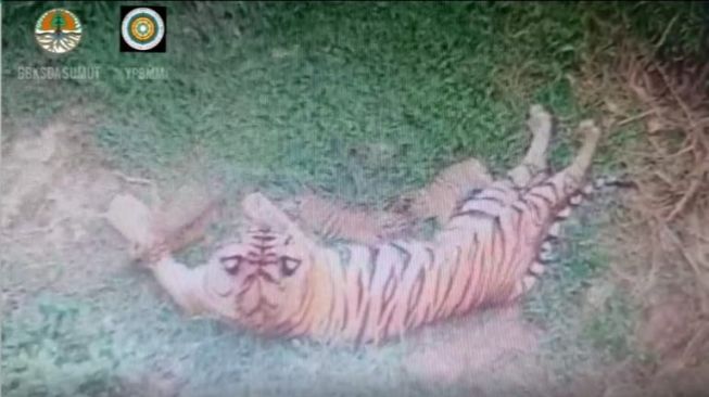 Gadis Lahirkan 3 Ekor Anak Harimau Sumatera, Kondisinya Sehat