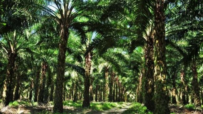 Era Logging Tebang Pohon, Kebun Sawit Tanam Pohon