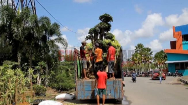 Pedagang Tanaman Hias Diminta Bergeser, Pemprov Kalbar Bakal Lakukan Pengosongan Aktivitas Karena Hal Ini