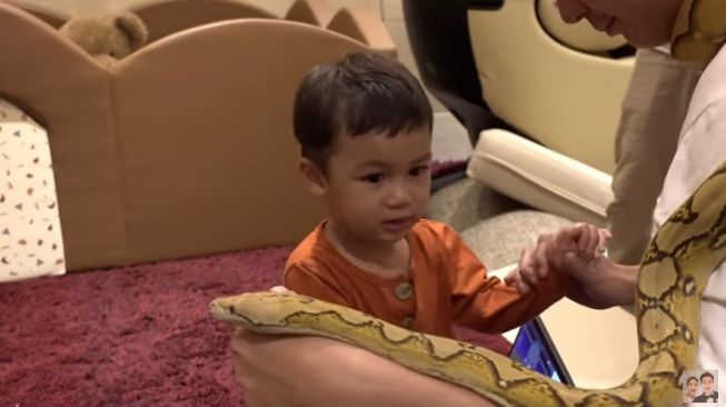 Kiano Tiger Wong bermain dengan seekor ular. [YouTube Baim Paula]