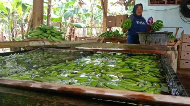 Harga Jual Anjlok, Petani Pisang Cavendis di Lampung Minta Pemerintah Lakukan Hal Ini