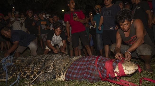 Buaya terjerat ban siap dilepaskan kembali di Sungai Palu, Palu, Sulawesi Tengah, Senin (7/2/2022).  ANTARA FOTO/Basri Marzuki