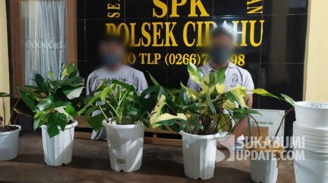 Maling Jebol Greenhouse dan Gondol Tanaman Hias, Pemilik Rugi Ratusan Juta