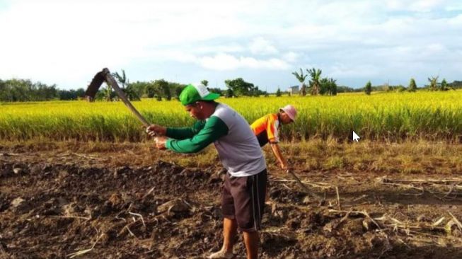 Harga Pupuk Bikin Petani Tercekik, Ardiansyah Minta Pemkab Sambas Canangkan Program Pupuk Alternatif