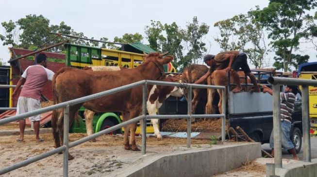 PPU Target Tingkatkan Populasi Sapi dan Kerbau Sebanyak 1.400 Ekor, Karena IKN Kah?