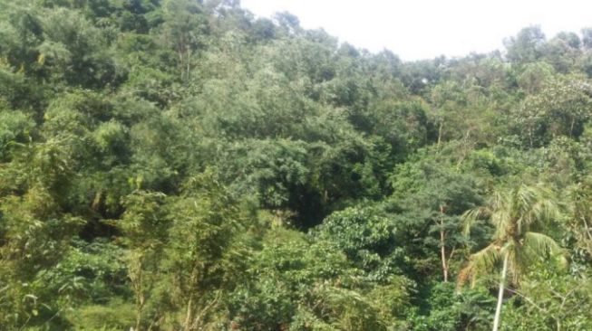 Jual Hutan Senilai Ratusan Juta, Tiga Pria di Kuansing Dibekuk Polisi