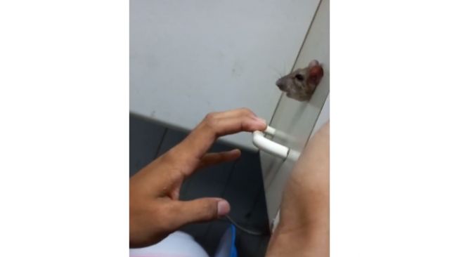 Kocak Seekor Tikus Kepalanya Nyangkut di Pintu Lemari, Warganet: Gue Kira Stiker 3D