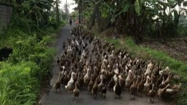 Viral Cowok Pagi-pagi Diserbu 'Gangster' Bebek. (TikTok)