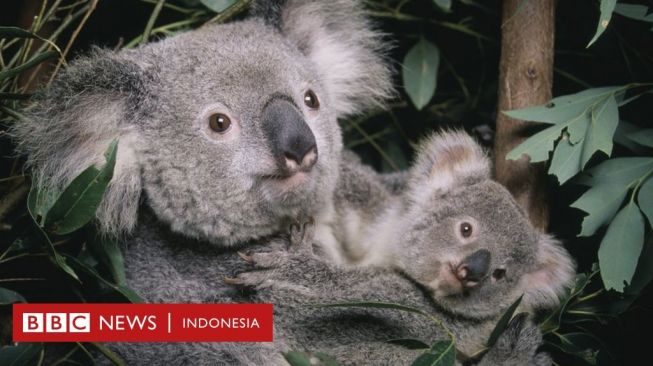 Koala Ditetapkan Sebagai Spesies Terancam Punah