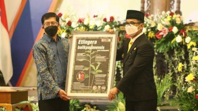 Jahe Balikpapan Ditetapkan jadi Flora Khas Kota Minyak, Rahmad Mas'ud: Ditemukan Pertama Kali oleh Peneliti Denmark