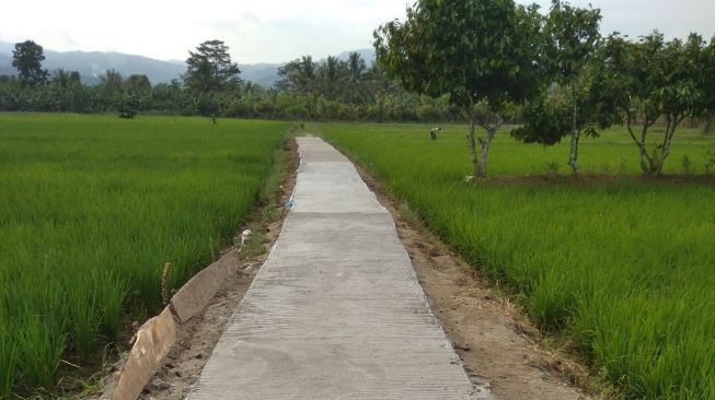 Kehadiran Jalan Usaha Tani Tingkatkan Pendapatan Petani Lampung Barat