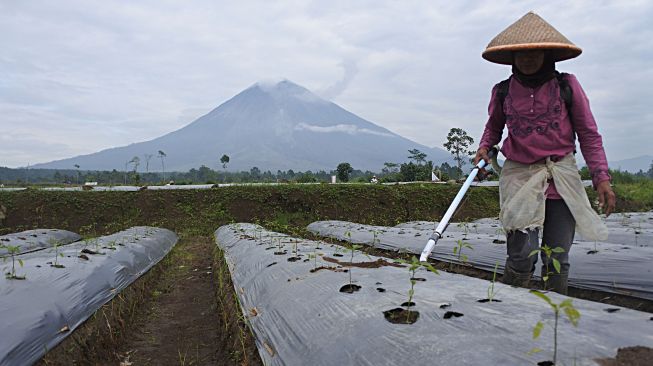 Petani memupuk tanaman cabai merah dengan latar belakang Gunung Semeru di Desa Supiturang, Pronojiwo, Lumajang, Jawa Timur, Sabtu (12/2/2022). [ANTARA FOTO/Seno/pras]