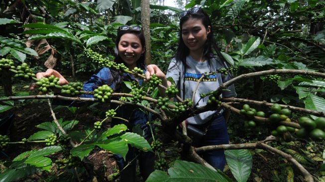 Wisatawan melihat tanaman kopi di kebun kopi kaki Gunung Merbabu, Banyuanyar, Ampel, Boyolali, Jawa Tengah, Jumat (11/2/2022). [ANTARA FOTO/Aloysius Jarot Nugroho] 