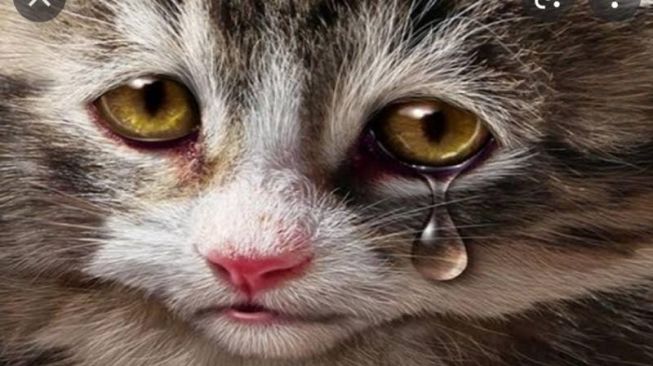 Viral Kasus Pemuda Tulungagung Aniaya Kucing, Pengadilan Hukum AZI Kurungan Penjara 3 Bulan