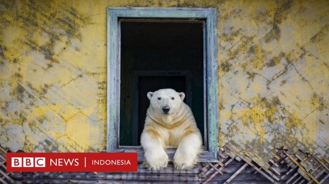 Cerita Fotografer Rusia Bertemu Beruang Kutub Penghuni Stasiun Cuaca