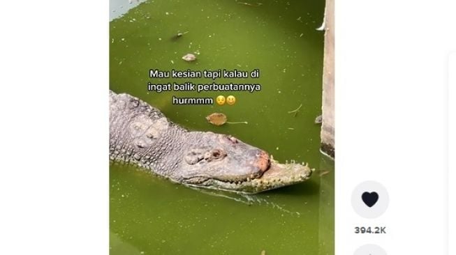 Viral Buaya Kehilangan Moncong Atasnya, Warganet Malah Body Shaming