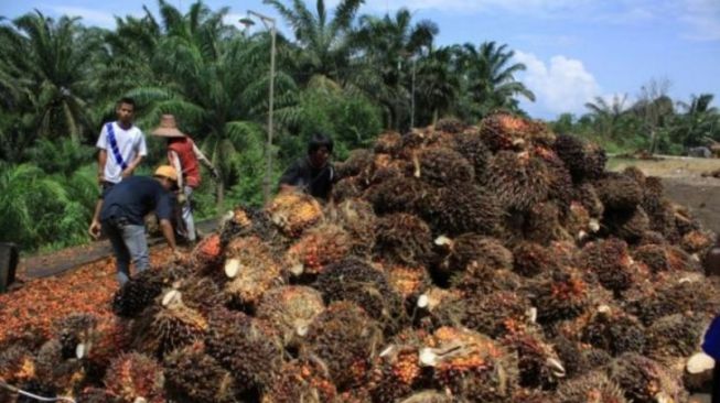 Petani Kelapa Sawit Lampung Apresiasi Kebijakan Pencabutan Larangan Ekspor CPO