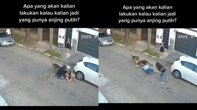 Viral CCTV Anjing Lepas Menyerang Anjing Kecil, Pemilik Menjerit (TikTok/@duoinsane)