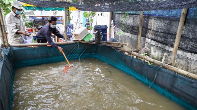 Warga merawat ikan budidaya di Rusun Menara Samawa, Pondok Kelapa, Jakarta Timur, Selasa (15/2/2022). [Suara.com/Alfian Winanto]