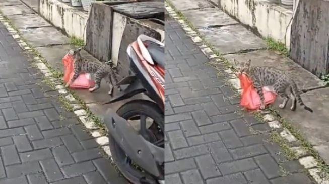 Viral Video Kucing Gondol Nasi Kotak, Berakhir Tepergok sampai Terjungkal