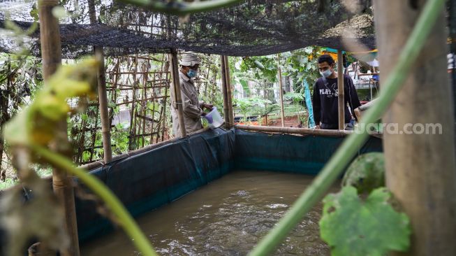 Warga merawat ikan budidaya di Rusun Menara Samawa, Pondok Kelapa, Jakarta Timur, Selasa (15/2/2022). [Suara.com/Alfian Winanto]