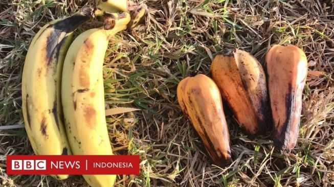 Tanaman Enset Berpotensi Menjadi Makanan Super Sekaligus Penyelamat