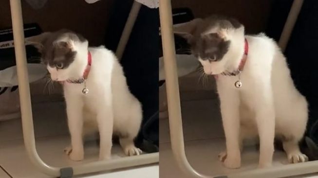 Viral Video Kucing Joget Pargoy Bikin Ngakak, Pemilik Ungkap Penyebab Utamanya