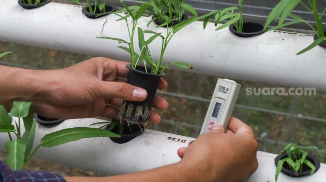 Warga saat mengecek PH tanah untuk sayur yang  akan ditanam dengan sistem hidroponik di greenhouse atau rumah kaca di Rusun Menara Samawa, Pondok Kelapa, Jakarta Timur, Selasa (15/2/2022). [Suara.com/Alfian Winanto]