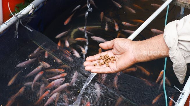 Warga merawat ikan budidaya di Rusun Menara Samawa, Pondok Kelapa, Jakarta Timur, Selasa (15/2/2022). [Suara.com/Alfian Winanto]