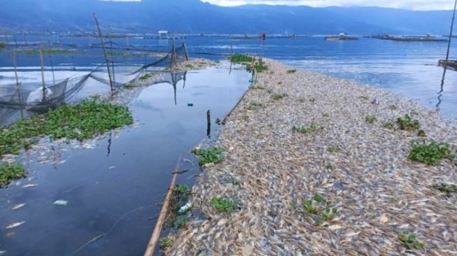 Oksigen Berkurang Akibat Belerang, Ikan Mati Massal di Danau Maninjau