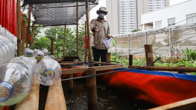 Warga merawat ikan budidaya di Rusun Menara Samawa, Pondok Kelapa, Jakarta Timur, Selasa (15/2/2022). [Suara.com/Alfian Winanto]