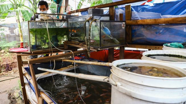 Warga merawat ikan budidaya di Rusun Menara Samawa, Pondok Kelapa, Jakarta Timur, Selasa (15/2/2022). [Suara.com/Alfian Winanto]