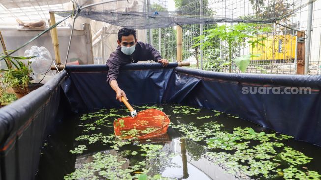 Warga merawat ikan budidaya di Rusun Menara Samawa, Pondok Kelapa, Jakarta Timur, Selasa (15/2/2022). [Suara.com/Alfian Winanto]